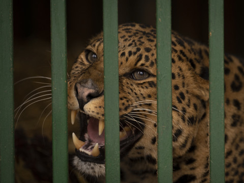 Indonésie: un léopard sème la panique dans un hôtel: il est capturé