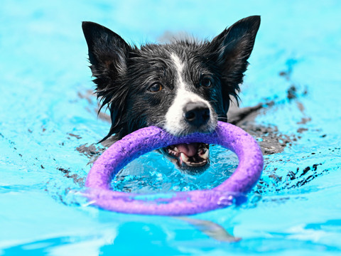 Une étude révèle que certains chiens sont accros au jeu