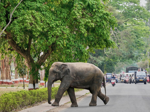 Inde: la population des éléphants s'est rétrécie d'un quart