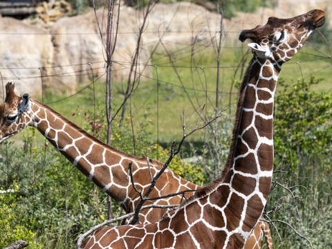 Les girafes du zoo de Zurich ont désormais leur mâle