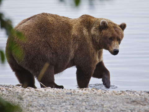 Japon: sept morts dans des attaques d'ours cette année, un record