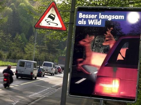 A Fribourg, le risque de collision avec un animal est très élevé