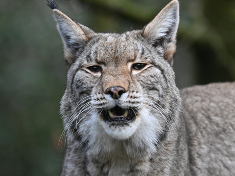 Le lynx B903, dans le viseur du canton de Berne, a été tiré