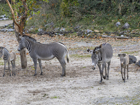 Les deux premiers zèbres de Grévy ont vu le jour au zoo de Zurich