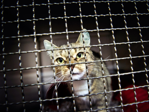 La PSA s'inquiète du nombre d'animaux abandonnés