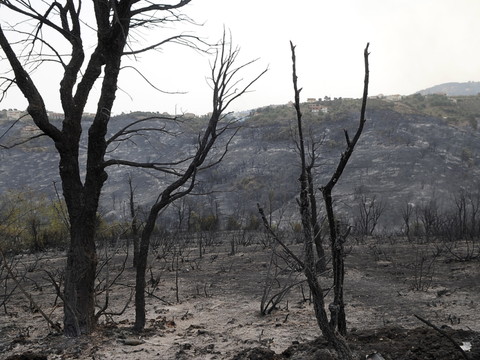Succès en Algérie pour la plantation d'un million d'arbres en 24 h