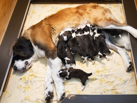 Onze chiots Saint-Bernard sont nés à Martigny (VS)