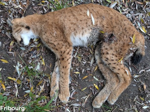 Cas de braconnage sur un lynx du côté de La Roche en Gruyère (FR)