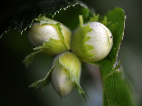 La Turquie veut contraindre Ferrero à acheter ses noisettes
