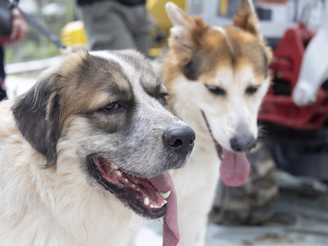 Ferme évacuée à Ramiswil (SO): plus de 100 chiens euthanasiés