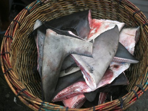 Saisie de plus de six tonnes d'ailerons de requin au Pérou