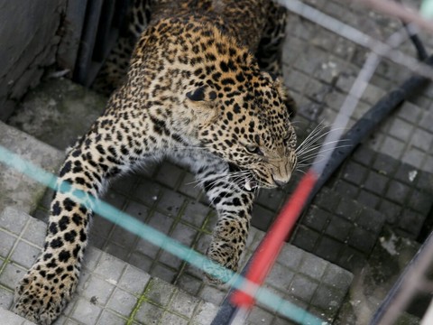 Un léopard rend visite à l'ambassade de Suisse à Katmandou