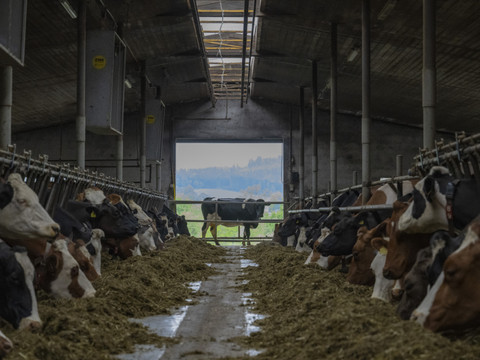 La consommation d'antibiotiques en médecine vétérinaire diminue