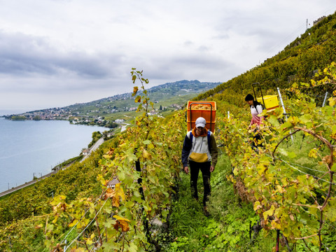 La production mondiale de vin attendue en 2025 se ressaisit