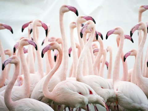 Cinq zoos suisses vaccinent leurs oiseaux contre la grippe aviaire