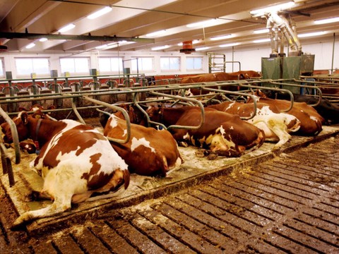 Une centrale laîtière suspend l'usage d'un additif de DSM-Firmenich