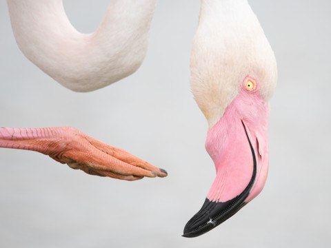 Photographies animalières au Musée d’histoire naturelle de Bâle