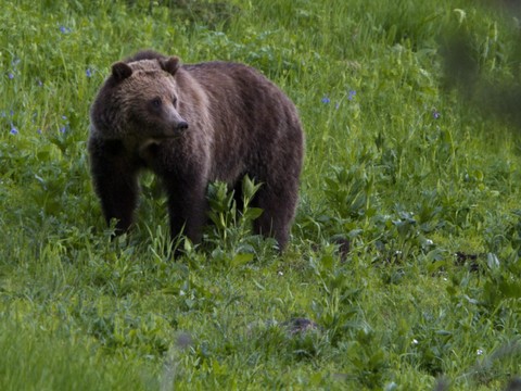 Un ours attaque un groupe d'écoliers dans l'ouest du Canada