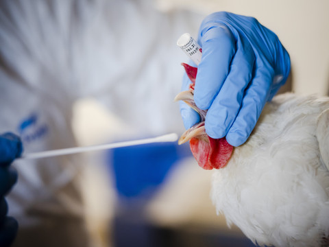 Grippe aviaire: mesures de prévention étendues à toute la Suisse