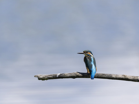 Le Martin-pêcheur élu oiseau de l'année 2026