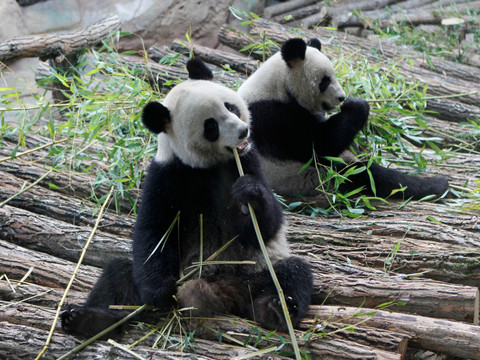 L'unique couple de pandas dit adieu à la France