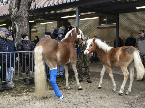Nouveaux propriétaires pour les chevaux maltraités de Ramiswil
