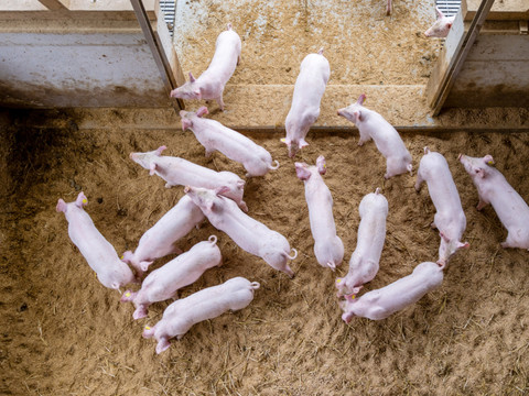 Danemark: des mauvais traitements dans des élevages porcins