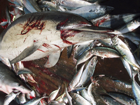 Mois sans pêche: les captures de dauphins réduites de 60% en 2025