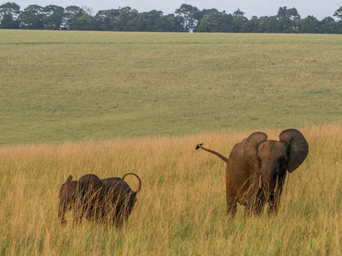 La population d'éléphants de forêt d'Afrique revue à la hausse