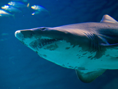Protection renforcée pour plus de 70 espèces de requins et de raies