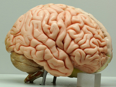 Le cerveau pourra être cartographié avec une meilleure résolution