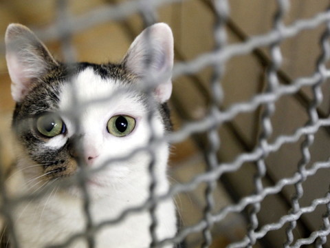Chats: les vétérinaires sont pour une obligation de puçage