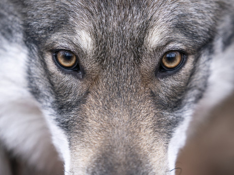Le Parlement étend encore davantage l'autorisation de tirer le loup