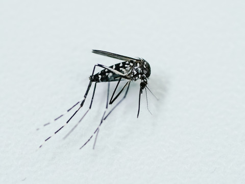 Tessin: Premier cas d'infection par le virus du Nil occidental