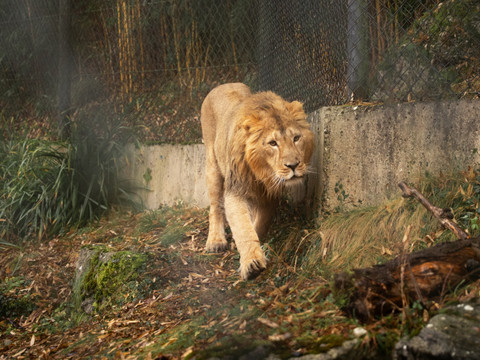 Arrivée d'un jeune lion asiatique au zoo de Zurich