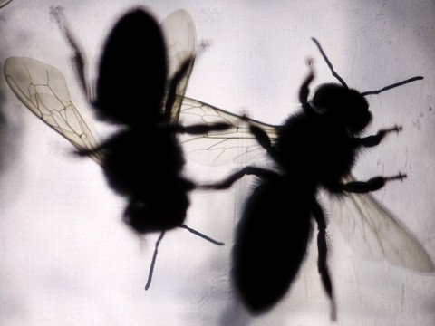 Les radars météorologiques pour dénombrer les insectes volants