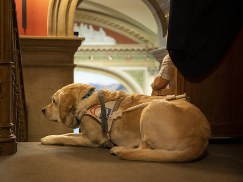 Régler la certification des formateurs de chiens d'assistance