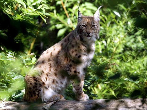 Lynx et flamants roses vont mieux en France, selon le WWF