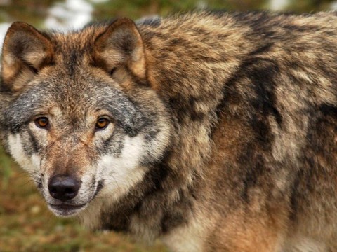 Valais: 16 loups tués en Valais en moins de deux mois et demi
