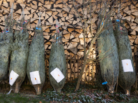 Les sapins de Noël coûteront un peu plus cher cette année