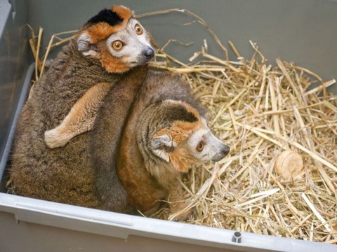 Le zoo de Servion reçoit deux lémurs couronnés, uniques en Suisse