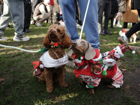 A Londres, un défilé canin vole la vedette au père Noël