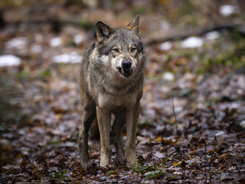 Un tribunal suédois bloque l'abattage de loups prévu pour 2026