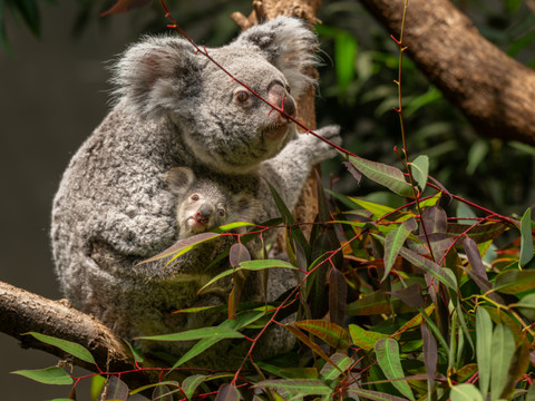 Deuxième naissance d'un koala au zoo de Zurich depuis 2018