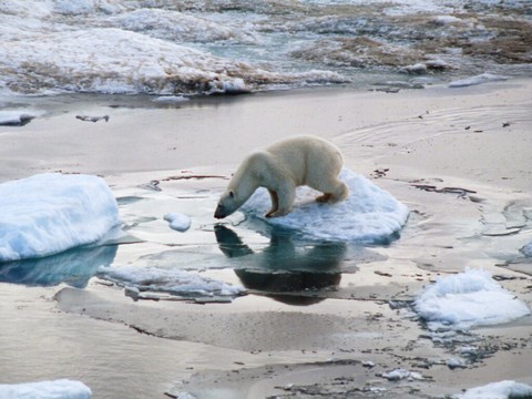 L'Arctique a vécu son année la plus chaude jamais enregistrée