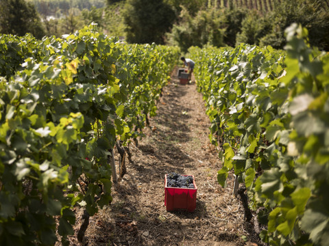 Vers un coup de pouce pour la vitiviniculture valaisanne