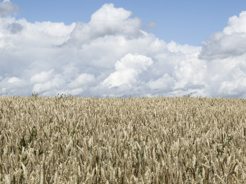 L'agriculture suisse a vécu une année de contrastes