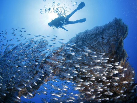 Caraïbes: les récifs coralliens réduits de moitié depuis 1980