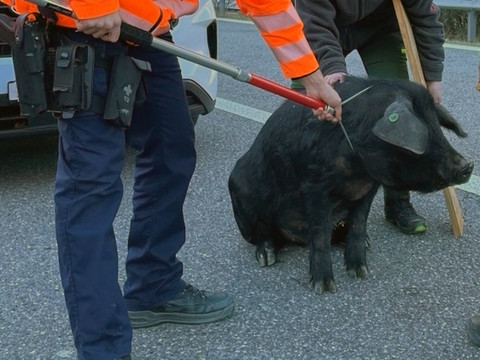Un cochon en goguette paralyse le trafic à Coire