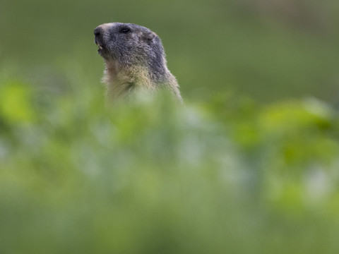 Le WWF désigne les gagnants et perdants 2025 du règne animal
